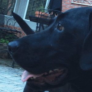 Meet your Posher, Ben